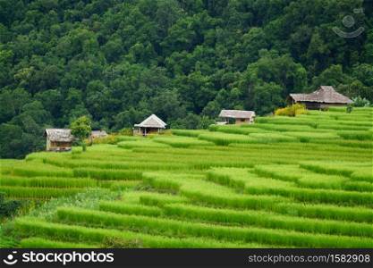 The terraced rice paddy in Bong Piang village Chiang mai, Thailand