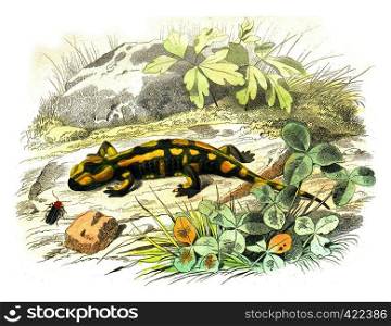 The terrestrial salamander, vintage engraved illustration. Natural History from Lacepede.