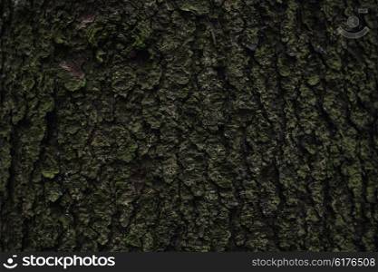The texture of mossy oak bark closeup