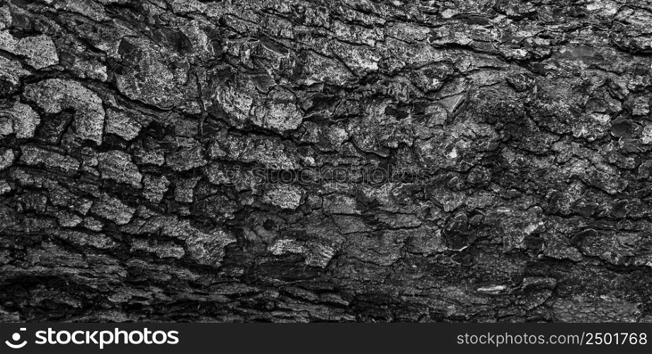 The texture of the bark of tree.