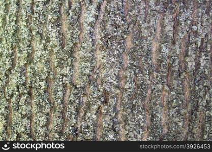 The texture of the bark. Texture of old wood. The bark of the tree.