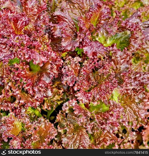 The texture of the leaves of red lettuce