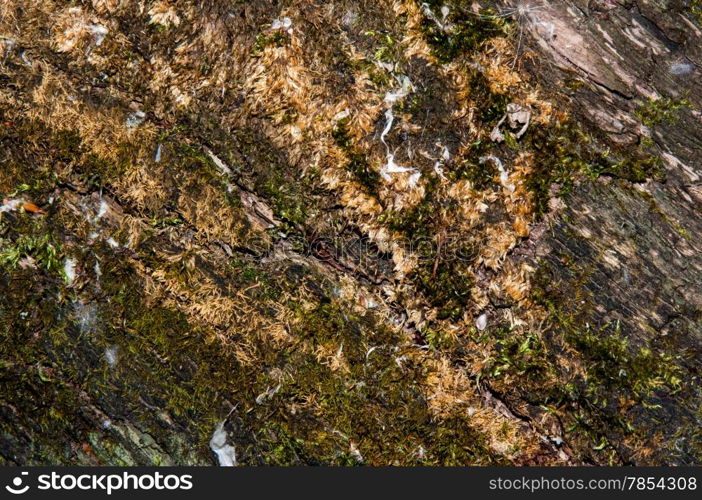 The texture of the old decrepit tree bark