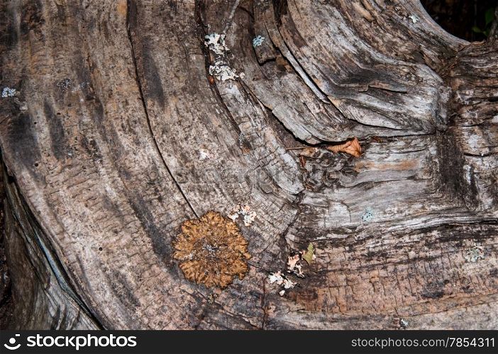 The texture of the old decrepit tree bark
