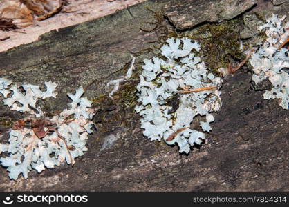 The texture of the old decrepit tree bark