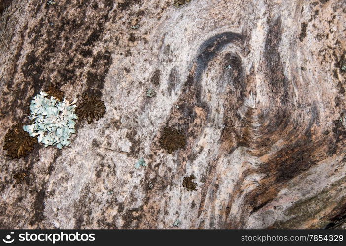 The texture of the old decrepit tree bark