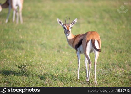 The Thomson gazelles in the middle of a grassy landscape in the Kenyan savanna. Thomson gazelles in the middle of a grassy landscape in the Kenyan savanna