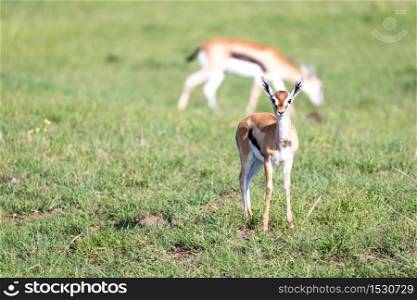The Thomson gazelles in the middle of a grassy landscape in the Kenyan savanna. Thomson gazelles in the middle of a grassy landscape in the Kenyan savanna