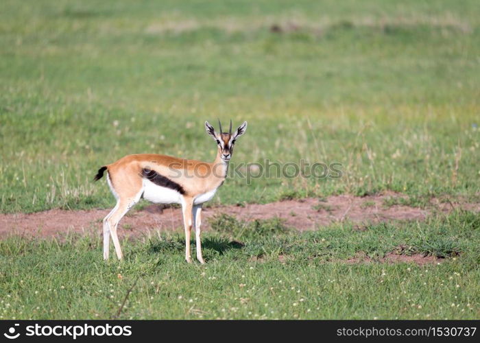 The Thomson gazelles in the middle of a grassy landscape in the Kenyan savanna. Thomson gazelles in the middle of a grassy landscape in the Kenyan savanna