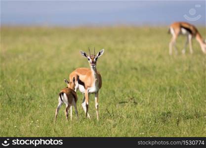 The Thomson gazelles in the middle of a grassy landscape in the Kenyan savanna. Thomson gazelles in the middle of a grassy landscape in the Kenyan savanna