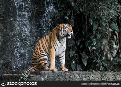 The tiger is sitdown and show tongue in front of mini waterfall
