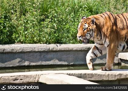 "The tiger (Panthera tigris), a member of the Felidae family, is the largest of the four "big cats" in the genus Panthera. The tiger is native to much of eastern and southern Asia, and is an apex predator and an obligate carnivore."