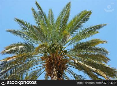 The top of date palm, leaves and immature fruit