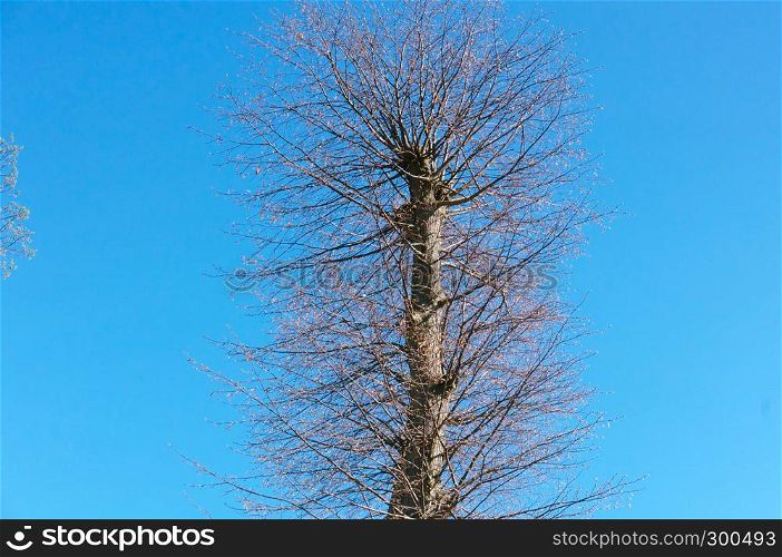 the top of the tree without leaves, branches without leaves against the sky. the top of the tree without leaves