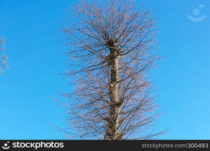 the top of the tree without leaves, branches without leaves against the sky. the top of the tree without leaves