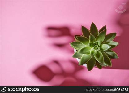 The top view composition with an single evergreen succulent plant is Eichveria, hard shadow plant is Eichveria from soft shadows from Monstera plant Philodendron on a pink background.. Top view shot succulent plant Echeveria with shadows from Monstera plant Philodendron the leaves on a pink background.