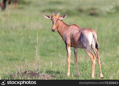 The Topi antelope in the Kenyan savanna in the middle of the grass landscape. Topi antelope in the Kenyan savanna in the middle of the grass landscape