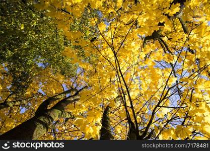 the tops and crown of trees are yellow foliage, details of trees, taking into account the specifics of leaf fall, sunny day. the tops and crown of trees