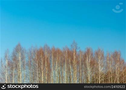 The tops of birch trees and blue sky, spring view
