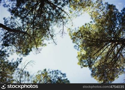 The tops of the high pines trees