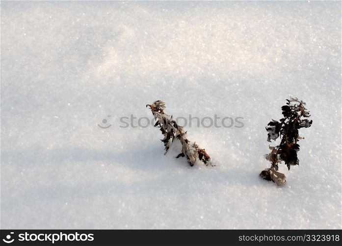 The tops of the plants sticking out of the snow.