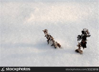 The tops of the plants sticking out of the snow.