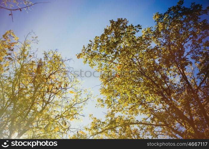 The tops of the trees golden autumn