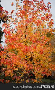 The tops of the trees with red leaves