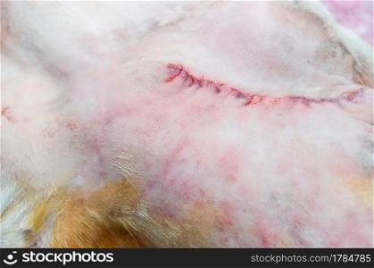 The traces of the dog&rsquo;s skin stitching after surgery, removing an abnormal lump, after cleaning.. Small surgical incision of the dog