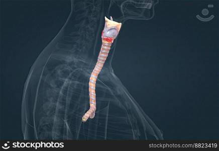 The trachea is the long tube that connects your larynx to your bronchi 3D illustration. The trachea is the long tube that connects your larynx to your bronchi.