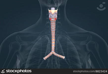 The trachea is the long tube that connects your larynx to your bronchi 3D illustration. The trachea is the long tube that connects your larynx to your bronchi.