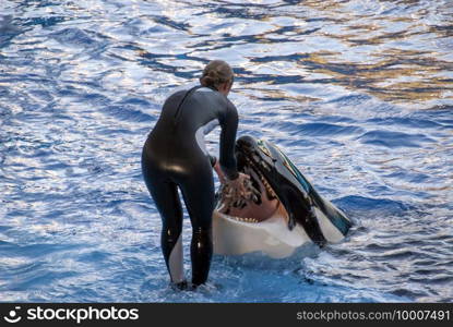 The trainer feeds the orca  Orcinus orca  putting a bunch of fishes in her open mouth. The trainer feeds the Orca