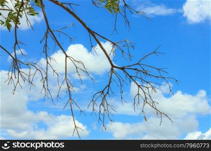 The tree branches against blue sky background.