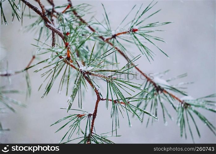 the tree branches with snow in winter
