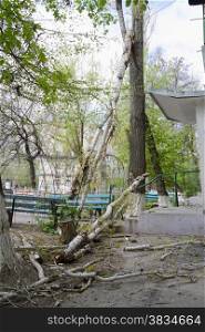 The tree broke and fell on the gazebo in front of the entrance due to a gust of strong wind
