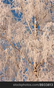 the tree is covered with frost in winter