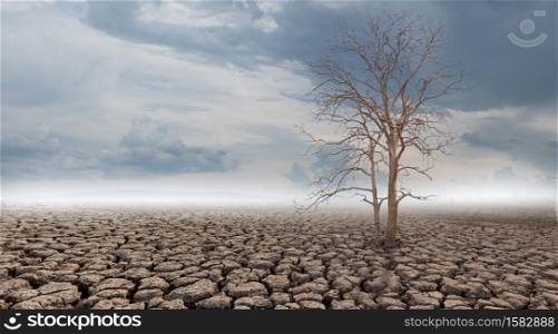 The tree is dried on cracked soil in arid areas of landscape