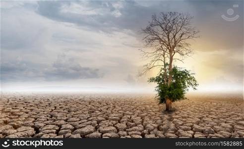 The tree is dying on cracked soil in arid areas of landscape
