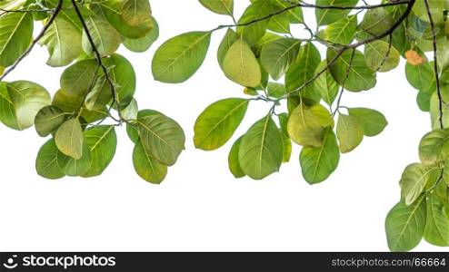 The tree leaf . The tree leaf isolated on white background