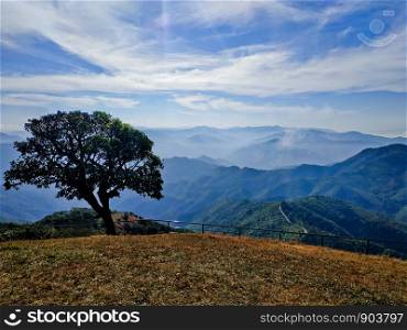 The tree on top of Doi Puico Mt. Thailand. Doi Puico, Mae Hone Sorn