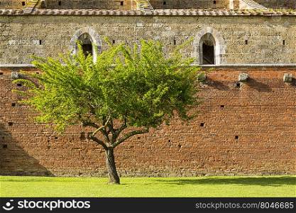 The tree. View of a tree in a meadow of an ancient Cathedral