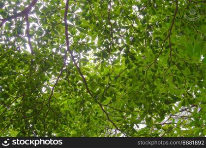the tree with branch and green leaves