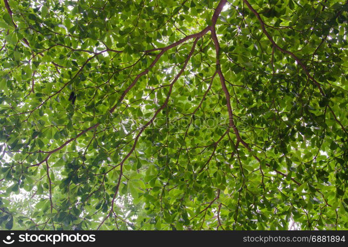 the tree with branch and green leaves