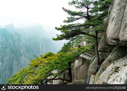 The tree with mountains and fog on background of Huangshan, Anhui, China