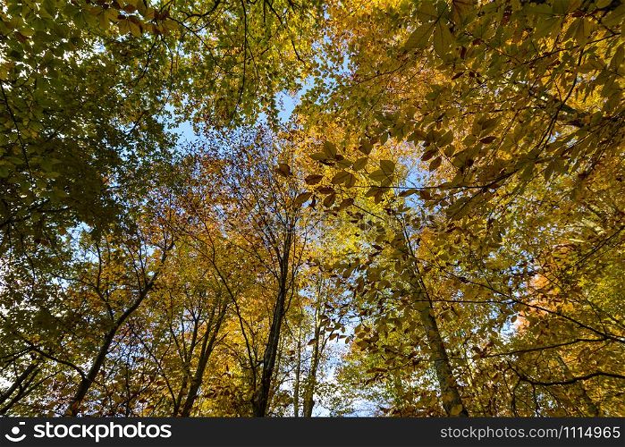 The trees are in autumn and have yellow leaves