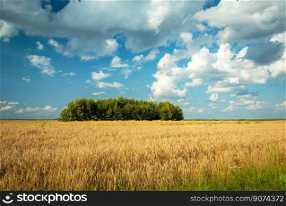 The trees growing in the center of the cereal, summer view