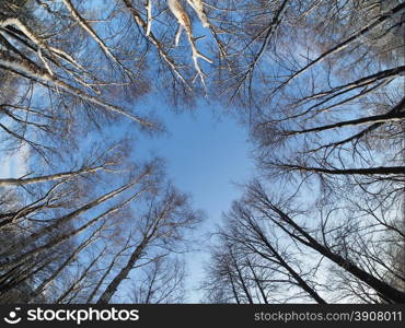 the trees in the forest