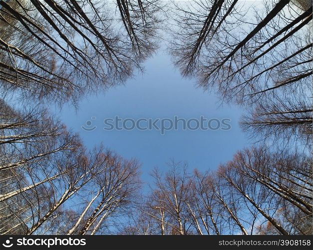 the trees in the forest