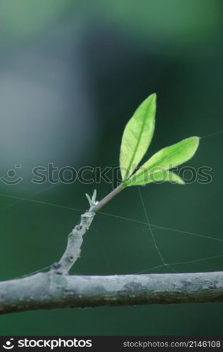 The trees in the summer will drop their leaves. to keep the plant from dying and starting new leaves When receiving water, the leaves begin to bloom more beautiful than before.