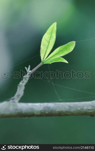 The trees in the summer will drop their leaves. to keep the plant from dying and starting new leaves When receiving water, the leaves begin to bloom more beautiful than before.